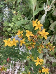 Hypericum × desetangsii