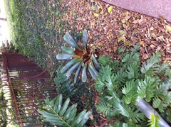 Alcantarea imperialis