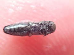 Agrilus olivicolor