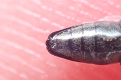 Agrilus olivicolor