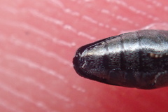 Agrilus olivicolor