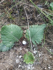 Phlomoides tuberosa