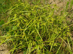 Carex lurida