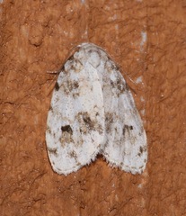Clemensia ochreata