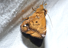 Ommatophora luminosa