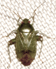 Apolygus lucorum