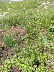 Hypericum linarioides
