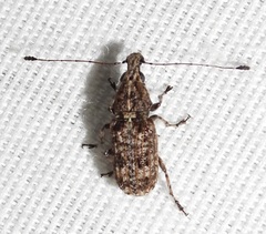 Meconemus infuscatus