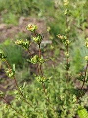 Hypericum linarioides