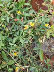 Listia bainesii