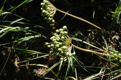 Allium cyrillii