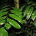 Lomariopsis prieuriana - Photo 由 Rich Hoyer 所上傳的 (c) Rich Hoyer，保留部份權利CC BY-NC-SA