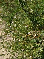 Vicia biennis