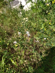 Vicia biennis