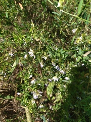 Vicia biennis