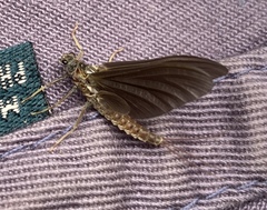 Ephemerella subvaria
