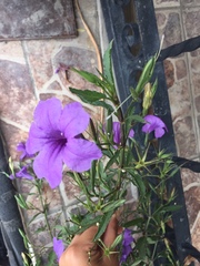 Ruellia simplex