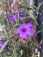 Ruellia simplex