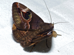 Ommatophora luminosa