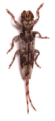 Stenidea lateralis