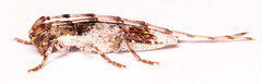 Stenidea lateralis
