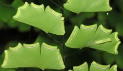 Adiantum philippense