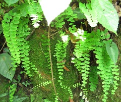 Adiantum philippense