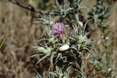 Carthamus glaucus