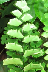 Adiantum philippense
