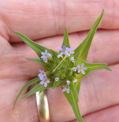 Collomia linearis iNat (2)