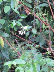 Calyptrion pubescens