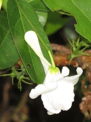 Calyptrion pubescens