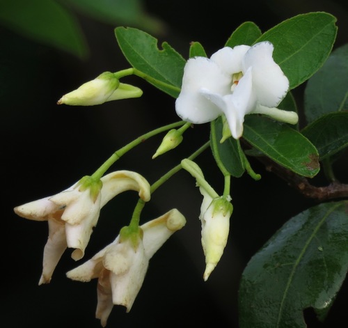 Corynostylis pubescens