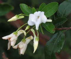 Calyptrion pubescens