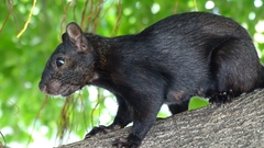 Sciurus aureogaster