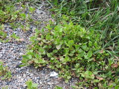 Polygonum achoreum