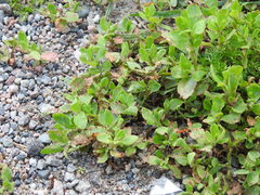 Polygonum achoreum