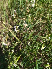 Vicia biennis