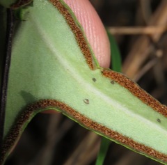 Lytoneuron ornithopus