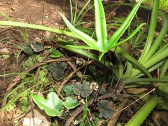 Lytoneuron ornithopus