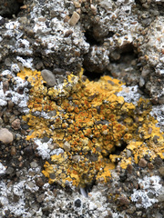 Variospora aurantia