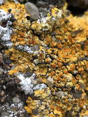 Variospora aurantia