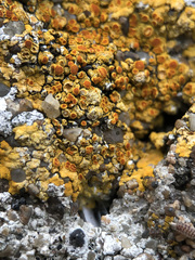 Variospora aurantia