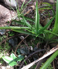 Lytoneuron ornithopus