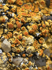 Variospora aurantia