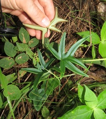 Lytoneuron ornithopus