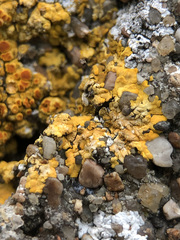 Variospora aurantia