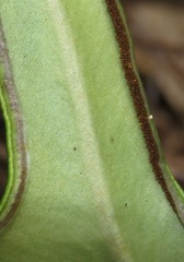 Lytoneuron ornithopus