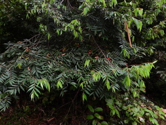Xylopia frutescens