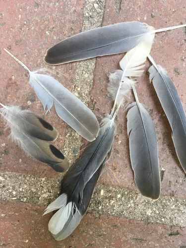 photo of Mourning Dove (Zenaida macroura)